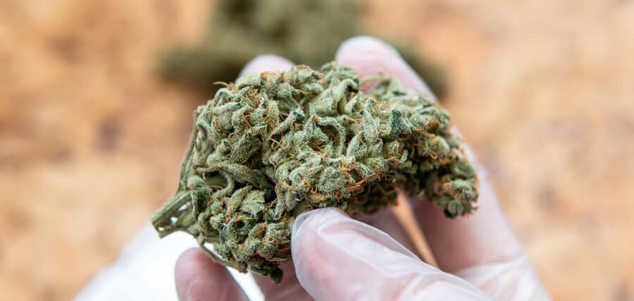 Warum Sinsemilla von Cannapot der Favorit unter Weed-Kennern ist