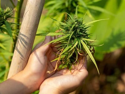 Warum Sinsemilla von Cannapot der Favorit unter Weed-Kennern ist