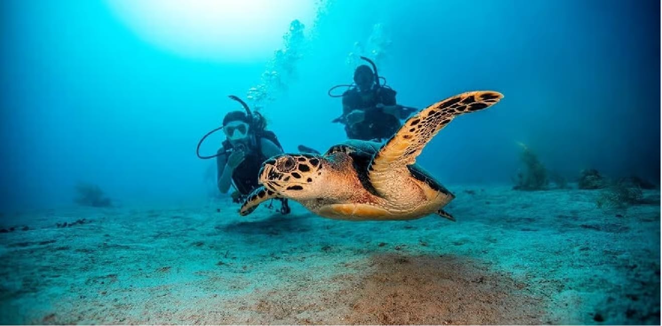 Tauchschule Playa del Carmen: Tauchen lernen im Paradies