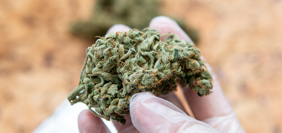 Warum Sinsemilla von Cannapot der Favorit unter Weed-Kennern ist