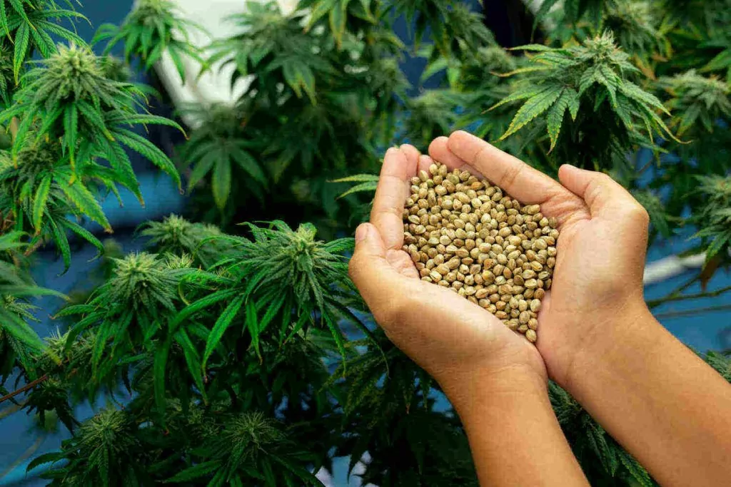 Mikrodosierung von Cannabis Samen: Ein Anfängerleitfaden