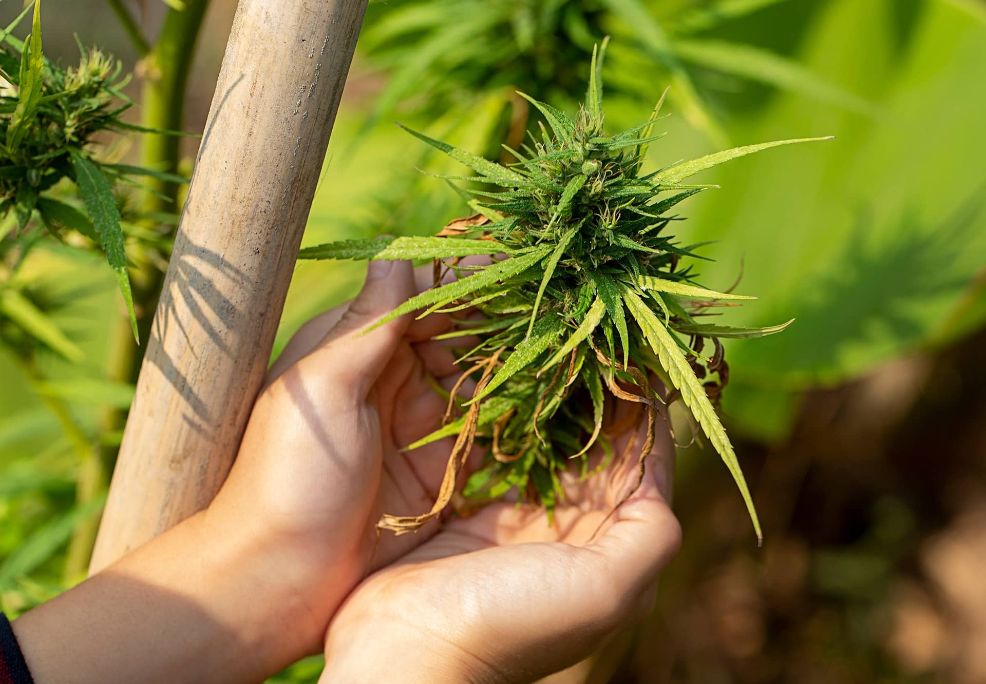 Warum Sinsemilla von Cannapot der Favorit unter Weed-Kennern ist