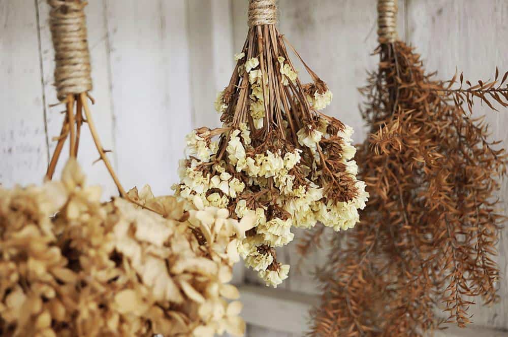 Zeitlose Blüten: Die Welt des Blumen Trocknens erkunden