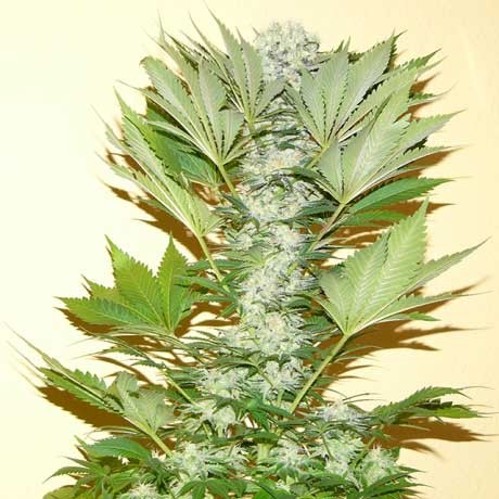 Die Geschichte von Rhino Cannabis Samen