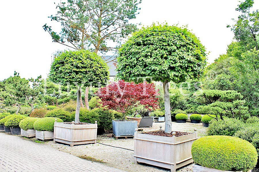 Die besten Tipps für den Kauf von Bäumen für Ihren Garten